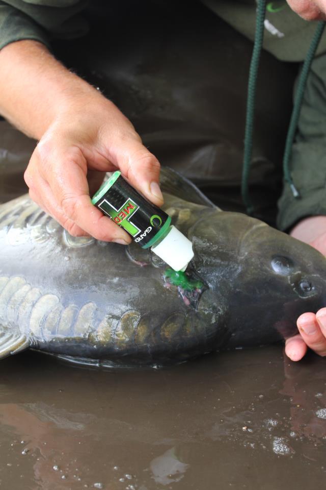 GARDNER - 3745542927568475240361624378856n.jpg